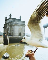 Cropped hand of person feeding seagull 