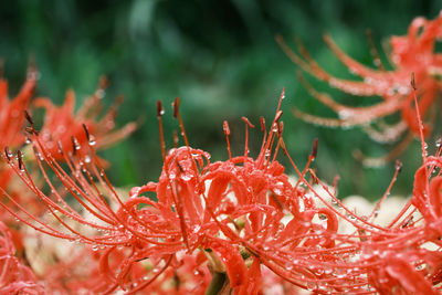 Close-up of wet red flowering plant