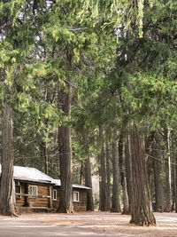 Trees and plants growing outside house in forest