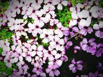 Close-up of pink flowers