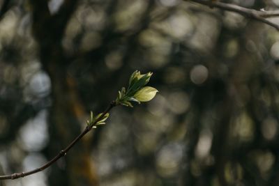 Close-up of flowering plant against blurred background