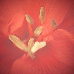 Full frame of red flower