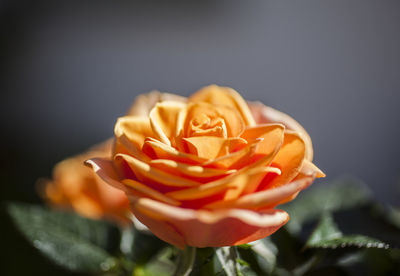 Close-up of rose against black background