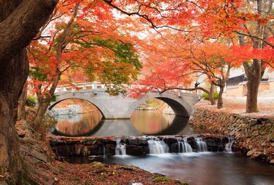 Scenic view of river in forest during autumn