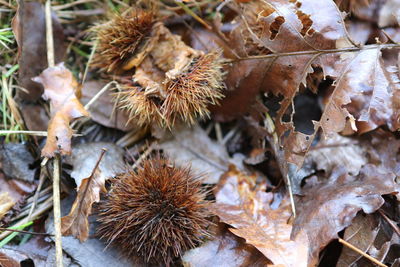 Close-up of pine cone on plant