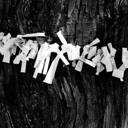 High angle view of text on tree trunk