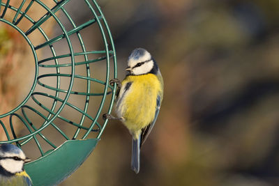 Close-up of bird perching on feeder