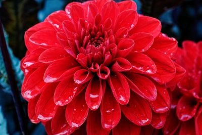 Close-up of wet red dahlia