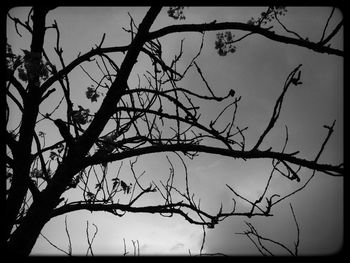 Silhouette bare tree against sky