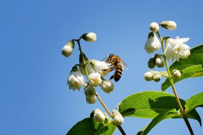 Low angle view of flowering plants against clear blue sky