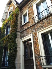 Low angle view of ivy on building