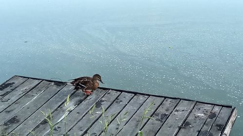 High angle view of bird on pier over lake against sky