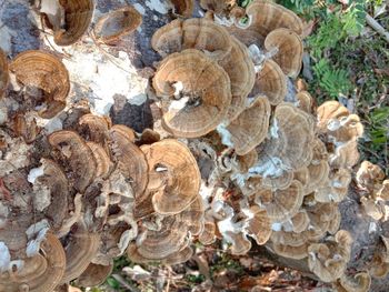 Close-up of mushrooms growing on tree trunk