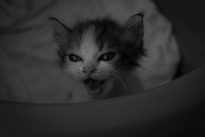 Close-up portrait of a cat