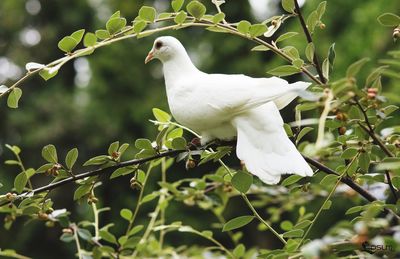 Close-up of white bird perching on a plant