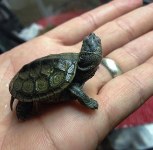 Close-up of human hand holding leaf
