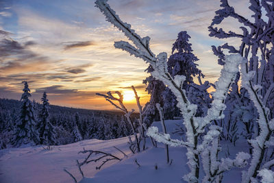 Snow covered trees on field against sky during sunset