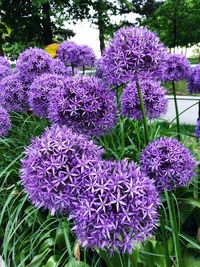 Close-up of purple flowering plants in garden