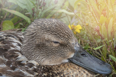 Close-up of duck on field