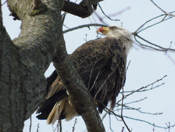 Low angle view of eagle perching on tree