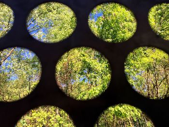 Full frame shot of green leaves