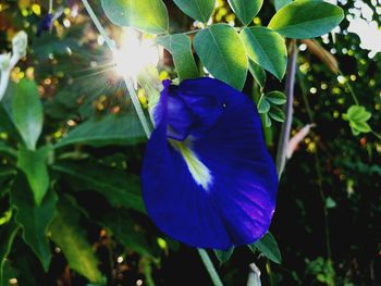 Close-up of blue flower blooming outdoors