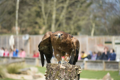 Portrait of golden eagle on tree stump