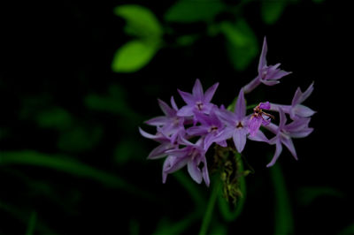 Close-up of flowers