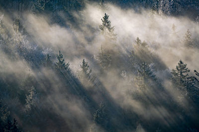 Panoramic view of tree against sky