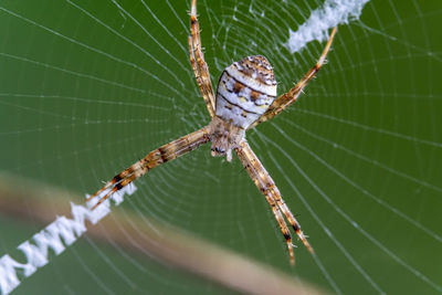 Close-up of spider on web