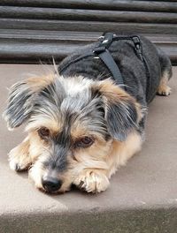 Close-up portrait of dog lying down