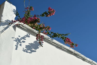 Low angle view of plants against clear blue sky