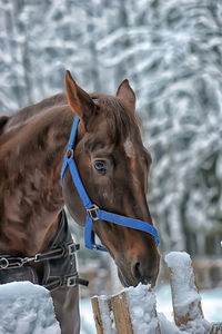 Horse standing in snow