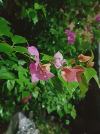 Close-up of pink flowering plant