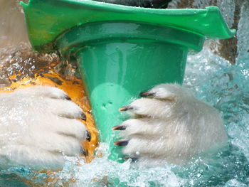 Close-up of bear paw in water