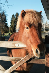 Close-up portrait of a horse