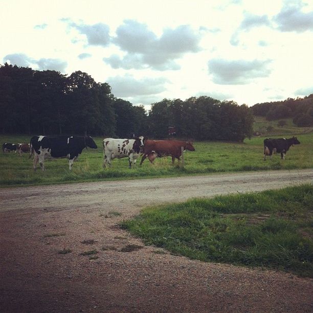 domestic animals, animal themes, livestock, horse, mammal, field, grazing, grass, cow, sky, landscape, herbivorous, medium group of animals, pasture, tree, domestic cattle, cloud - sky, nature, working animal