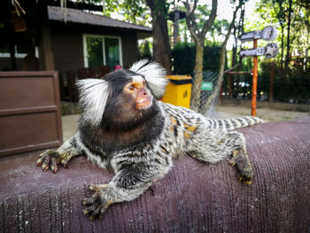 Monkey sitting on a tree
