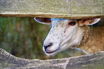 Close-up of white sheep looking through two fence slats