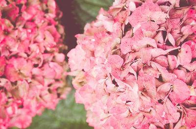 Close-up of pink flowers