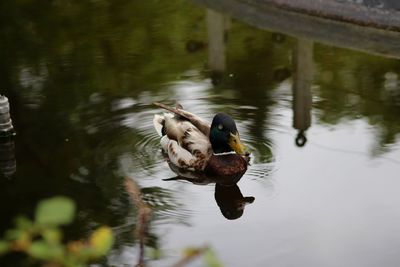 Mallard duck swimming in lake