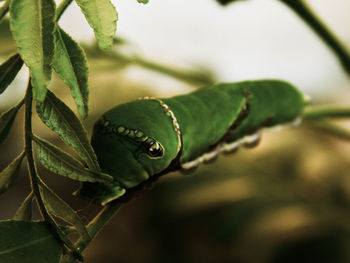 Macro shot of a caterpillar on small plant 