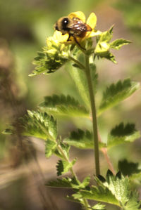 Close-up of bee pollinating on flower