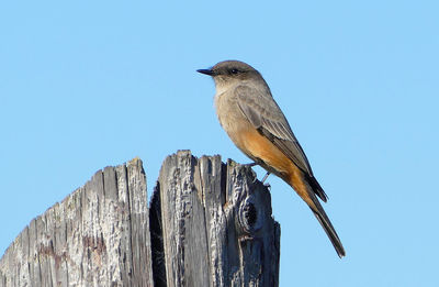 Low angle view of robin bird perching on wooden post blue sky