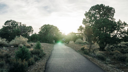 Road passing through forest