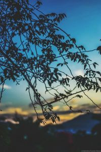 Close-up of plant against sky