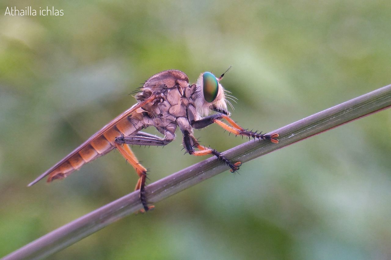 CLOSE-UP OF INSECT PERCHING OUTDOORS