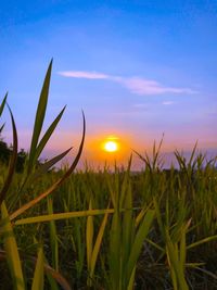 Close-up of crops growing on field against sky during sunset