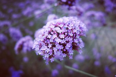 Close-up of purple flowers blooming outdoors