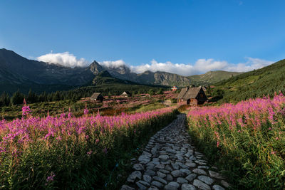 Scenic view of flower field against sky